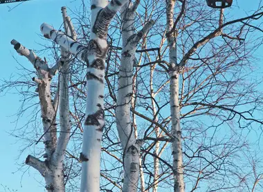 Vrais arbres bouleaux et lampadaire imitant le tronc du bouleau
