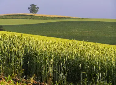 Les champs de cultures de Biei, à Hokkaido. Les champs de cultures de Biei, à Hokkaido.