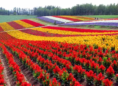 Champs de fleurs de Biei, "Shikisai no oka" à Hokkaido Champs de fleurs de Biei, "Shikisai no oka" à Hokkaido