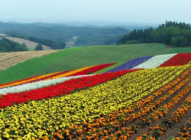 Champs de fleurs de Biei et panorama Champs de fleurs de Biei et panorama