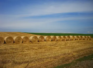 Straw bales in rolls in a field of Biei Straw bales in rolls in a field of Biei