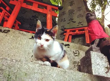 Un chat garde l'entée de ce sanctuaire shintô à Kyoto Un chat garde l'entée de ce sanctuaire shintô à Kyoto