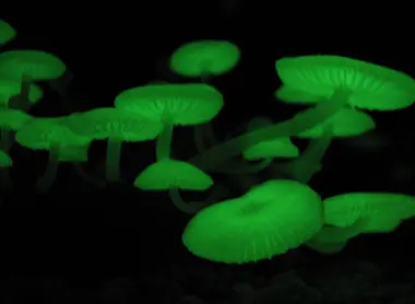 Les champignons phosphorescents sont visibles au mois de juin. Les champignons phosphorescents sont visibles au mois de juin.