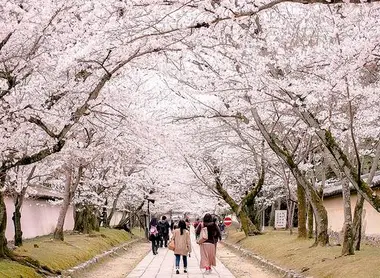 Allée en fleurs du Daigo-ji à Kyoto