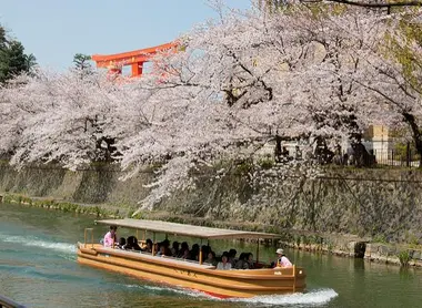 Vue imprenable sur les sakura depuis le bateau sur le canal du lac Biwa !
