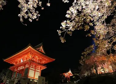 Hanami nocturne dans l'enceinte du temple Kiyomizu-dera à Kyoto