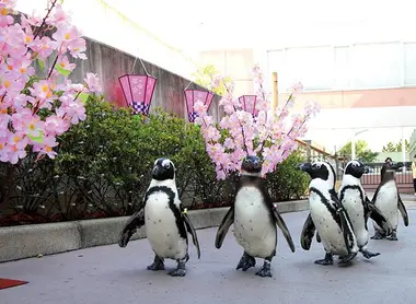 La parade du hanami des pingouins au parc aquatique de Yokohama !