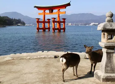 Les daims de Miyajima