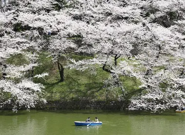 Hanami on the river in the park of the imperial palace, Tokyo