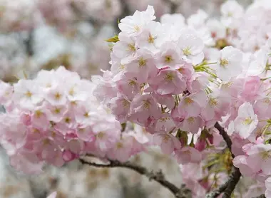 Cherry blossoms, sakura, at Mount Yoshino