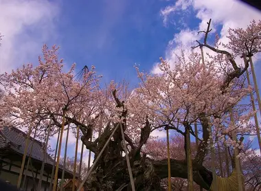  The Jindaizakura of Yamanashi, the oldest cherry tree in Japan.