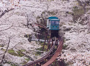 The sakura tunnel at Funaoka Park, Miyagi Prefecture.