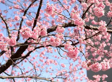 Kawazu cherry blossoms