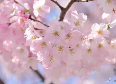 Cerezos en flor en Tokio