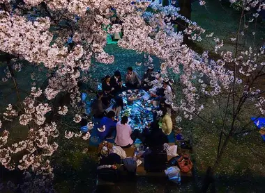 A group of Japanese settled in a park to picnic under the cherry trees.