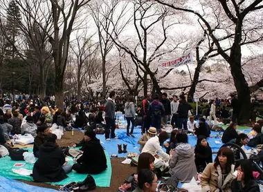 Hanami in a park in Mitaka, Tokyo.  Hanami in a park in Mitaka, Tokyo.