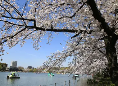 Hanami au parc d'Ueno, à Tokyo.