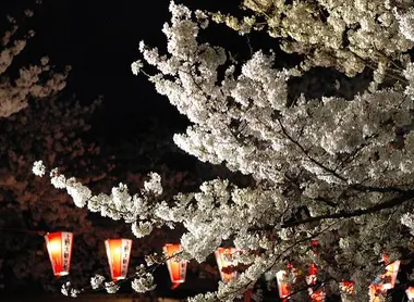 Yozakura, sakura nocturnes, lors du festival des fleurs de cerisiers au parc Ueno de Tokyo