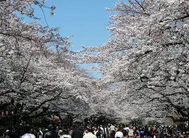 Le festival des fleurs de cerisiers à Ueno, Tokyo