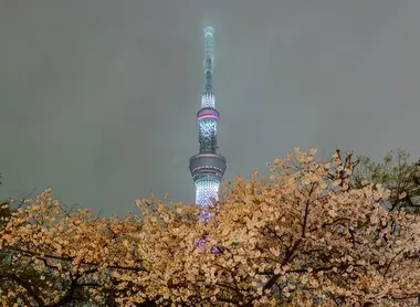 La tour tokyo Sky Tree vue depuis le parc sumida