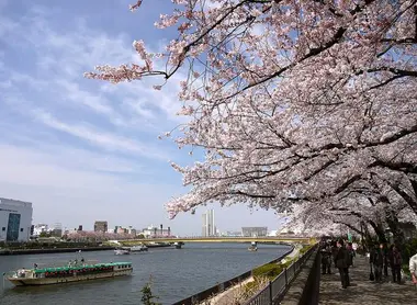 Longez le tunnel de cerisiers au bord de la Sumida à Tokyo