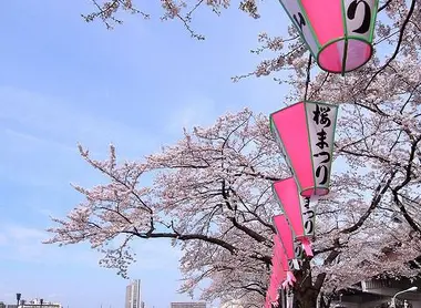 Les rives de la sumida sont populaires pour le hanami