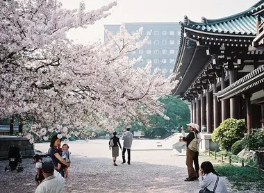 Hanami in Fukuoka Kyushu