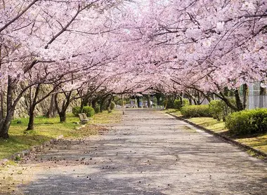 Cherry trees in Maizuru Park Fukuoka, Kyushu Cherry trees in Maizuru Park Fukuoka, Kyushu