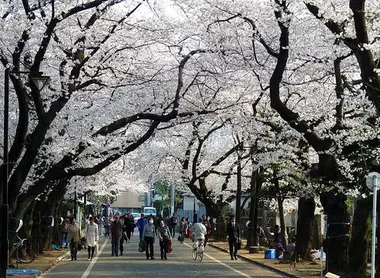 L'allée des cerisiers au cimetière Yanaka, près de Nippori à Tokyo L'allée des cerisiers au cimetière Yanaka, près de Nippori à Tokyo