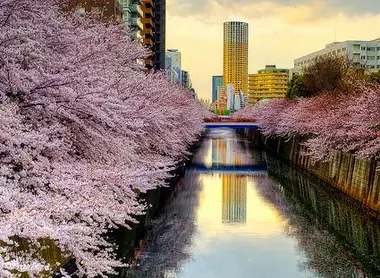 Les cerisiers en fleurs de la rivière Meguro à Tokyo Les cerisiers en fleurs de la rivière Meguro à Tokyo