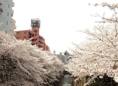 Les sakura sur les bords de la rivière Kanda, à Tokyo