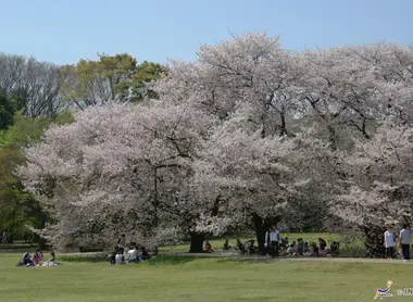 Le parc Kinuta, à Tokyo