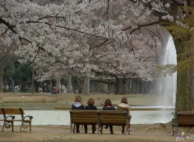 Hanami au parc Yoyogi de Tokyo Hanami au parc Yoyogi de Tokyo