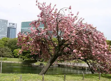 A Cherry Tree in the Hamarikyu Garden, Shiodome in Tokyo A Cherry Tree in the Hamarikyu Garden, Shiodome in Tokyo