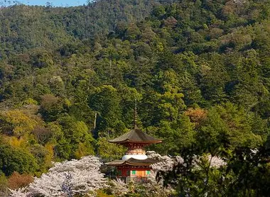 vue des cerisiers en fleurs dans la montagne de Miyajima vue des cerisiers en fleurs dans la montagne de Miyajima