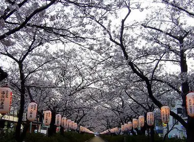 Le chemin Danzakura couvert de cerisiers en fleurs, à Kamakura