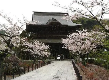 Le temple zen Kencho-ji, à Kamakura, au moment de la floraison des cerisiers Le temple zen Kencho-ji, à Kamakura, au moment de la floraison des cerisiers
