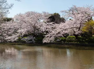 Le rose des cerisiers se reflétant dans l'un des étangs du sanctuaire Tsurugaoka Hachimangu 