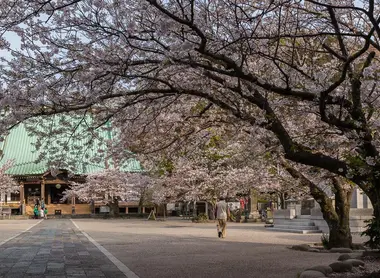 Les cerisiers en fleurs du temple Kômyô-ji, à Kamakura