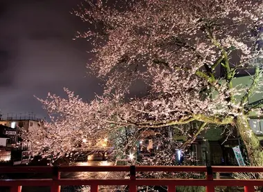 Fleurs de cerisiers de Takayama Fleurs de cerisiers de Takayama