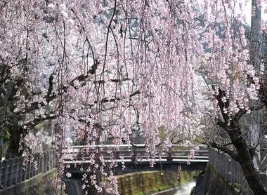 Hanami le long de la rivière Enakogawa, à Takayama Hanami le long de la rivière Enakogawa, à Takayama