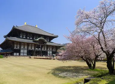 Le temple Tôdai-ji, bordé de cerisiers en fleurs, dans le Parc de Nara