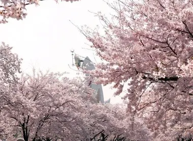 The tower of the sun, seen through the cherry blossoms of Banpaku park (expo'70 park) The tower of the sun, seen through the cherry blossoms of Banpaku park (expo'70 park)