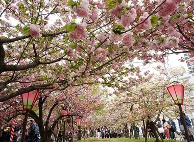 L'allée de sakura du jardin du musée de la monnaie, Japan Mint Museum (Zôheikyoku)