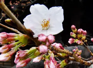 Premières fleurs de cerisiers de la saison 2017 au Yasukuni jinja, Toyko