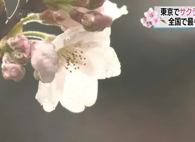 Sakura du Yasukuni jinja