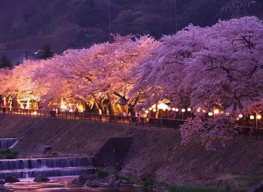 L'allée de cerisiers yoshino à Miyagino, préfecture de Kanagawa