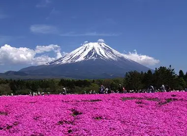 Le Shibazakura festival à Hakone