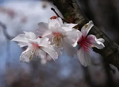 Une espèce de cerisier très rare, le yae-mamezakura