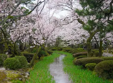Le jardin Kenrokuen de Kanazawa, sous les fleurs de cerisiers Le jardin Kenrokuen de Kanazawa, sous les fleurs de cerisiers